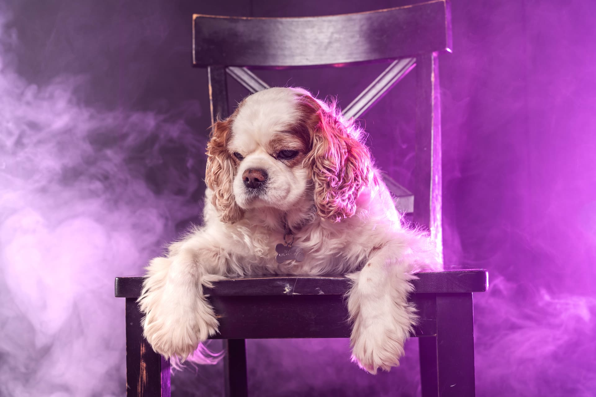 Capture your beloved pets