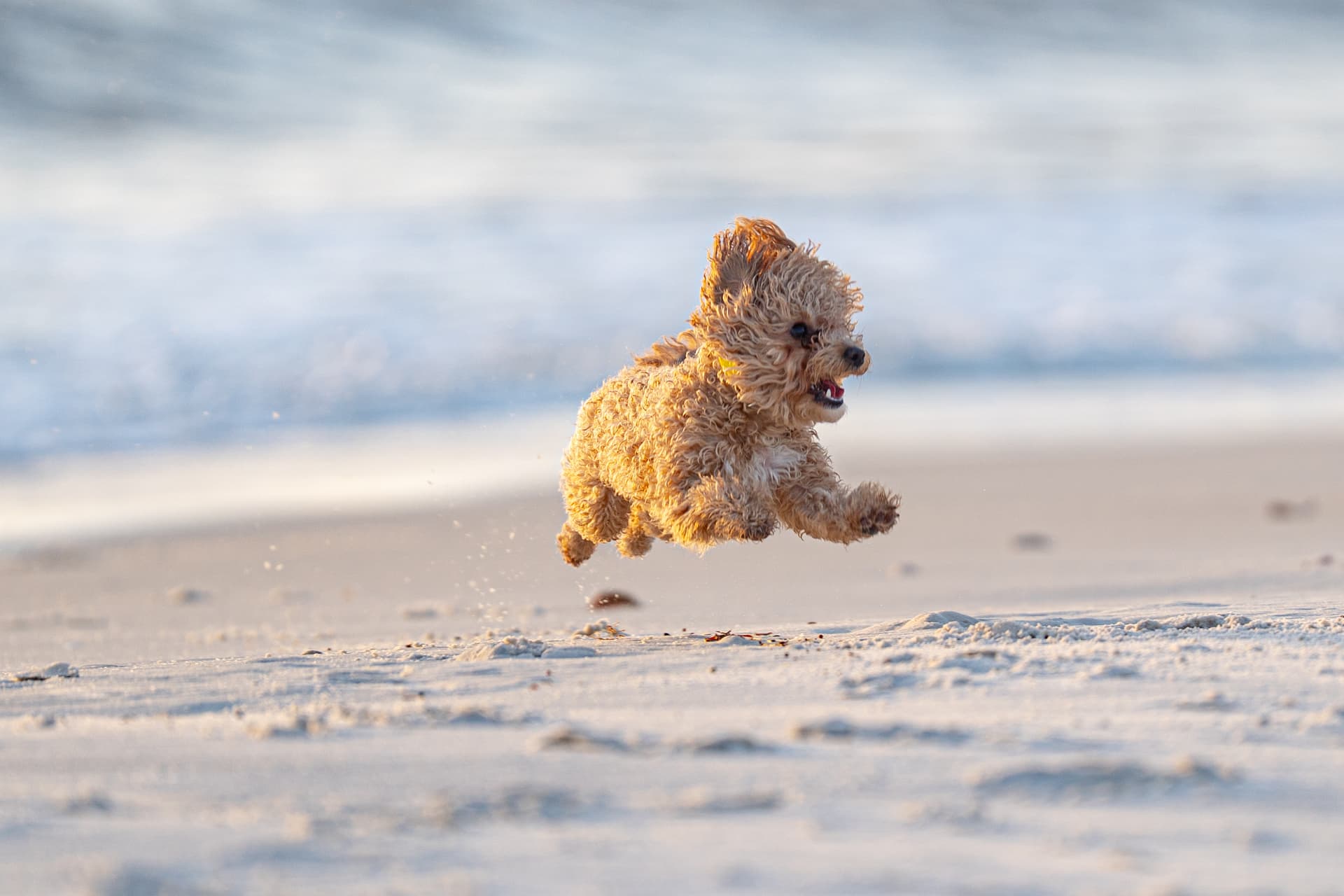 Capture your beloved pets