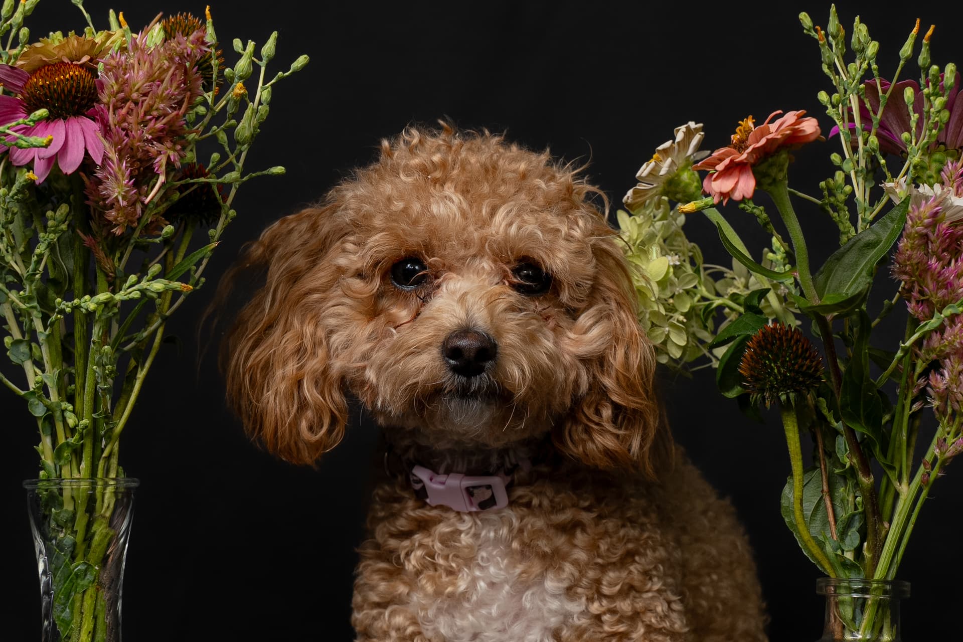 Capture your beloved pets